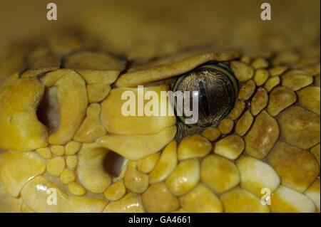 Mexikanische Westküste Klapperschlange / (Crotalus Basiliskos) Stockfoto