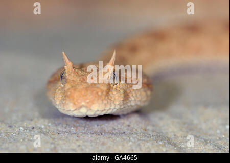 Wüste Hornotter / (Cerastes Cerastes) Stockfoto