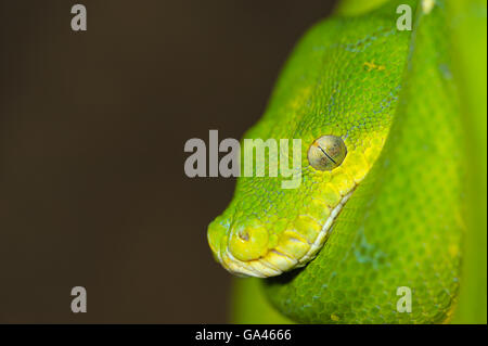 Grüne Baumpython / (Morelia Viridis) Stockfoto