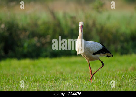 Weißstorch, Dingdener Heide, Dingden Heath, North Rhine-Westphalia, Germany / (Ciconia Ciconia) Stockfoto