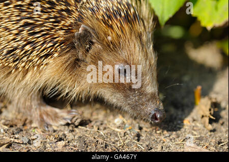 Westlichen Igel, Oberhausen, Deutschland / (Erinaceus Europaeus) Stockfoto