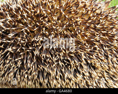 Westlichen Igel, Oberhausen, Deutschland / (Erinaceus Europaeus) Stockfoto