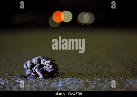 Gemeinsamen Kröte, paar, Bottrop, Deutschland / (Bufo Bufo) Stockfoto