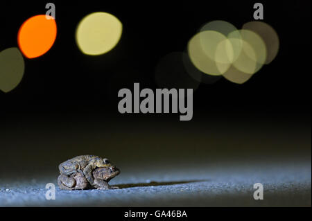 Gemeinsamen Kröte, paar, Bottrop, Deutschland / (Bufo Bufo) Stockfoto