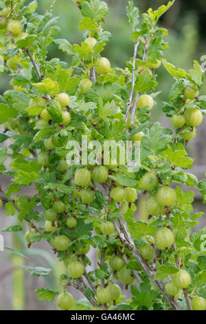 Ribes uva-Crispa. Stachelbeere Invicta. Stachelbeeren auf den Busch Stockfoto