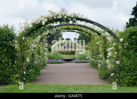 Rosa mulliganii. Mulligan Rose auf torbögen in der Cottage Garden an der RHS Wisley Gardens, Surrey, England Stockfoto