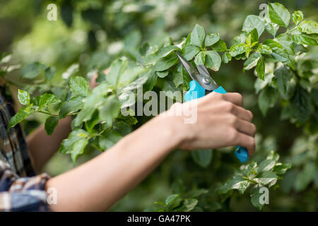 Zugeschnittenes Bild Gärtner beschneiden Pflanzen Stockfoto