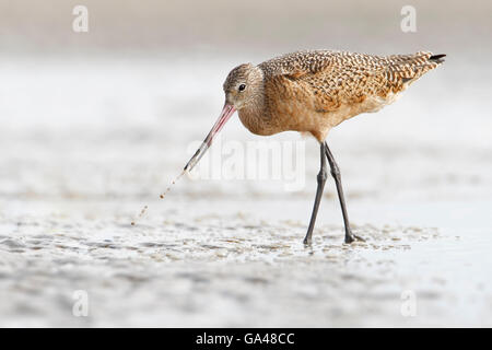 Marmorierte Uferschnepfe (Limosa Fedoa) zu Fuß am Strand und Fütterung, Bolivar Peninsula, Texas, USA Stockfoto