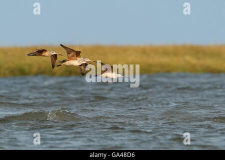 Marmorierte Uferschnepfe (Limosa Fedoa) kleine Herde fliegen von Bolivar Peninsula, Texas, USA Stockfoto