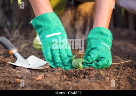 Nahaufnahme des Gärtners Sämling in Schmutz im Garten Pflanzen Stockfoto