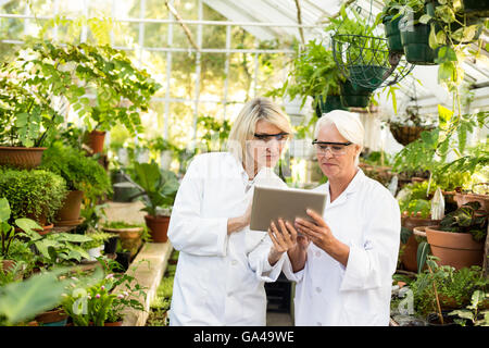 Wissenschaftler diskutieren über digitale Tablet im Gewächshaus Stockfoto