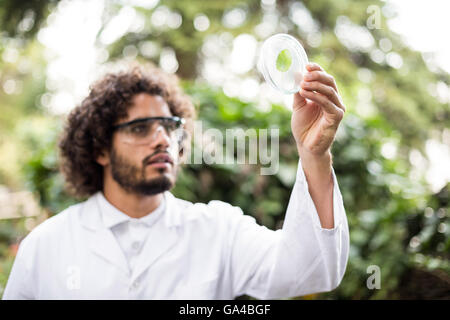 Männliche Wissenschaftler untersuchen Blatt auf Petrischale Stockfoto