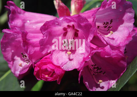 Nahaufnahme der Rhododendron blüht, Trelissick Gärten, Feock, Cornwall, UK Stockfoto