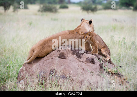 Löwin mit jungen sitzen auf einer Termite Mound (Panthero Leo), Tarangire Nationalpark, Tansania Stockfoto