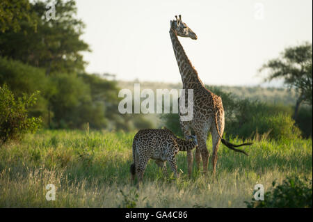 Massai-Giraffe mit jungen Spanferkel (Giraffa Plancius Tippelskirchi), Tarangire Nationalpark, Tansania Stockfoto