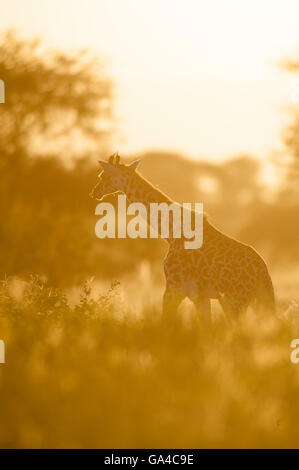 Maasai Giraffe bei Sonnenuntergang (Giraffa Plancius Tippelskirchi), Tarangire Nationalpark, Tansania Stockfoto