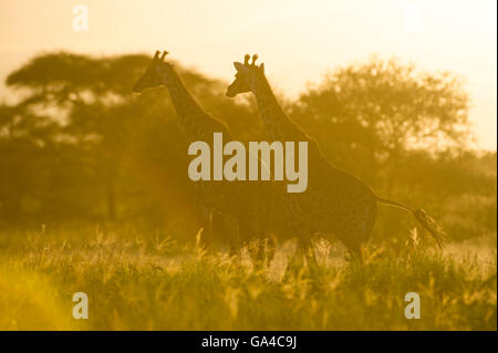 Maasai Giraffe bei Sonnenuntergang (Giraffa Plancius Tippelskirchi), Tarangire Nationalpark, Tansania Stockfoto