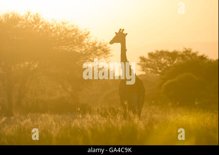 Maasai Giraffe bei Sonnenuntergang (Giraffa Plancius Tippelskirchi), Tarangire Nationalpark, Tansania Stockfoto