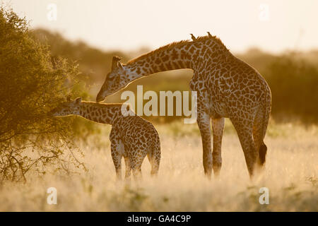 Maasai Giraffe bei Sonnenuntergang (Giraffa Plancius Tippelskirchi), Tarangire Nationalpark, Tansania Stockfoto