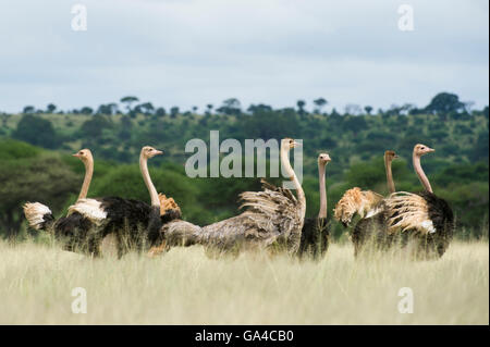 Gruppe von gemeinsamen Strauße (Struthio Camelus), Tarangire Nationalpark, Tansania Stockfoto
