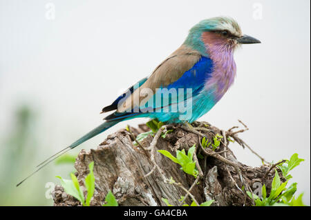 Lilac-breasted Roller (Coracias Caudatus), Tarangire Nationalpark, Tansania Stockfoto