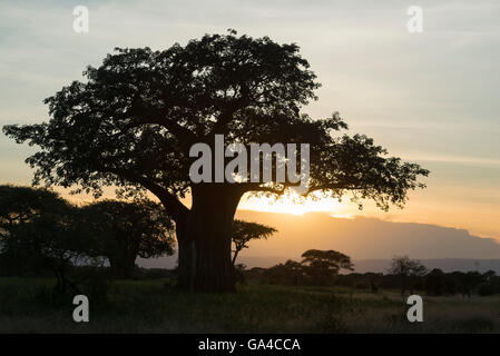 Baobab bei Sonnenuntergang, Tarangire Nationalpark, Tansania Stockfoto