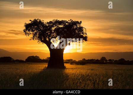 Baobab bei Sonnenuntergang, Tarangire Nationalpark, Tansania Stockfoto