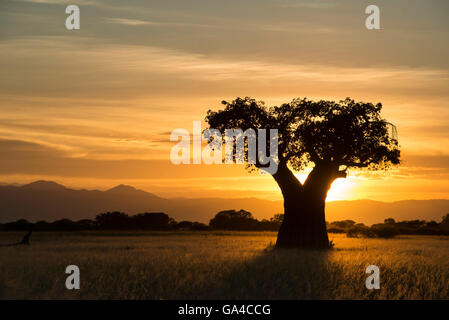 Baobab bei Sonnenuntergang, Tarangire Nationalpark, Tansania Stockfoto