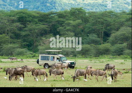 Touristen in Safari-Fahrzeug beobachten Gnus (Connochaetes Taurinus), Lake Manyara National Park, Tansania Stockfoto