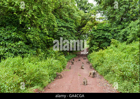 Olive Paviane sitzen auf der Straße in den Wald (Cynocephalus Papio Anubis), Lake Manyara National Park, Tansania Stockfoto