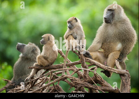 Olive Paviane (Papio Cynocephalus Anubis), Lake Manyara National Park, Tansania Stockfoto