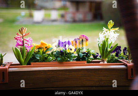 Frühlingsblumen auf Balkon Stockfoto