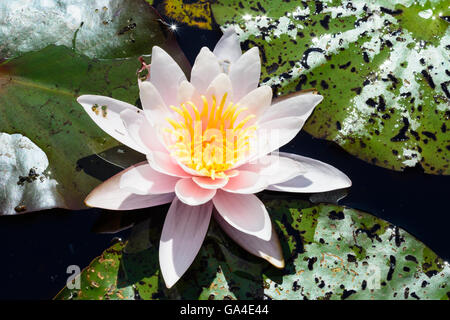 Schrems Blume der weißen Seerose (Nymphaea Alba) Österreich Niederösterreich, untere Österreich Waldviertel Stockfoto