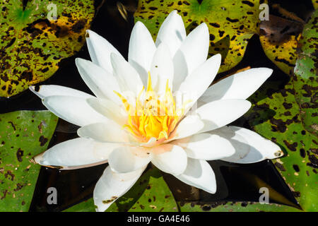 Schrems Blume der weißen Seerose (Nymphaea Alba) Österreich Niederösterreich, untere Österreich Waldviertel Stockfoto