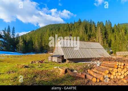 Haufen von Holz und alte Hütte auf Wiese mit blühenden Krokus Blüten in Chocholowska Tal, Tatra-Gebirge, Polen Stockfoto