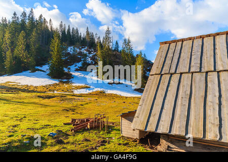 Alte Holzhütte auf Wiese mit blühenden Krokus Blüten in Chocholowska Tal, Tatra-Gebirge, Polen Stockfoto