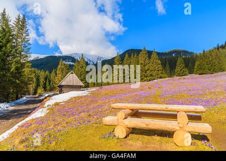 Hölzerne Picknicktisch auf Wiese mit blühenden Krokus Blüten in Chocholowska Tal, Tatra-Gebirge, Polen Stockfoto