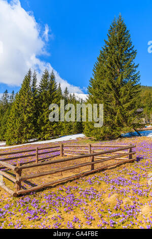 Hölzerne Stift für die Abhaltung der Schafe auf der Weide mit blühenden Krokus Blumen in Chocholowska Tal, Tatra-Gebirge, Polen Stockfoto