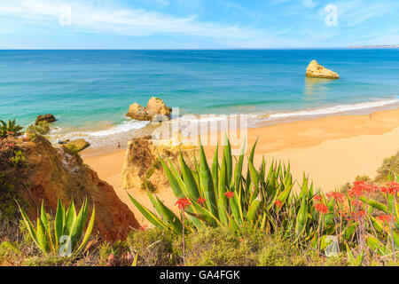 Tropische Pflanzen am Strand von Praia da Rocha an Portimao, Algarve, Portugal Stockfoto