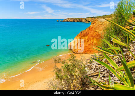 Blick auf Strand von Praia da Rocha in Portimao mit grüne Agave Pflanze im Vordergrund, Portugal Stockfoto