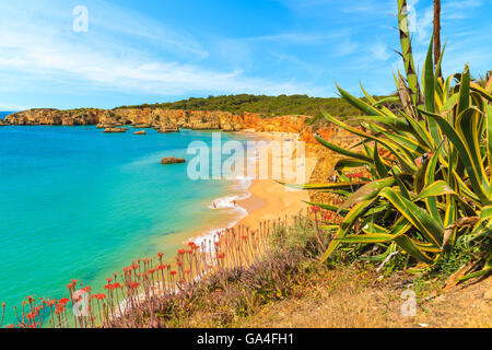 Grüne Agave tropische Pflanze und Blick auf den schönen Strand Praia da Rocha, Region Algarve, Portugal Stockfoto