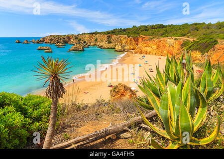 Tropische Pflanzen auf Klippe Felsen mit Blick auf den schönen Strand in der Nähe von Portimao Stadt, die Region Algarve, Portugal Stockfoto