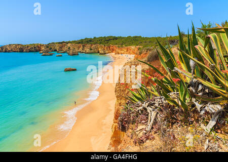 Agave-Pflanze und Blick auf den schönen Strand Praia da Rocha, Region Algarve, Portugal Stockfoto