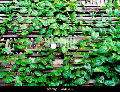 Grünpflanze und Holzdach, Thailand, Asien Stockfoto