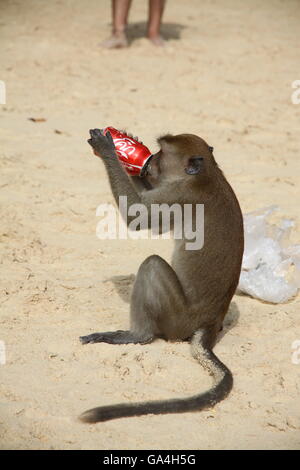 Longtaile Makaken Affen Getränke können am Strand, Thailand Stockfoto