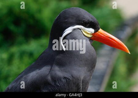 Inka-Seeschwalbe-Vogel Stockfoto