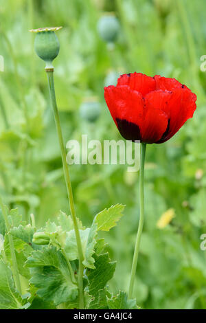 Einzelne rote Feld Mohn (Papaver rhoeas) gegen eine außerhalb des Fokus Hintergrund isoliert Stockfoto