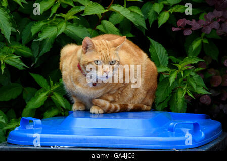 Ingwer Katze liegend auf der blauen Spitze einer Mülltonne Stockfoto
