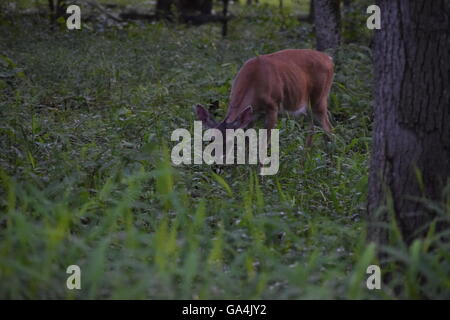 Hirsche im Wald Weiden Stockfoto