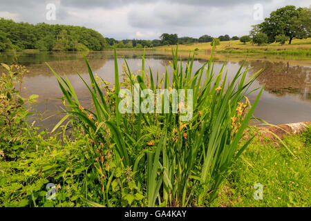 Blick über Felbrigg Teich auf dem Gelände rund um Felbrigg Hall, kostenfrei und offen für die Öffentlichkeit, Norfolk, England, UK. Stockfoto